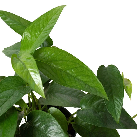 Cebu Blue Pothos Epipremnum Pinnatum plant with glossy green leaves for indoor potted use on Tampa Home & Garden Store