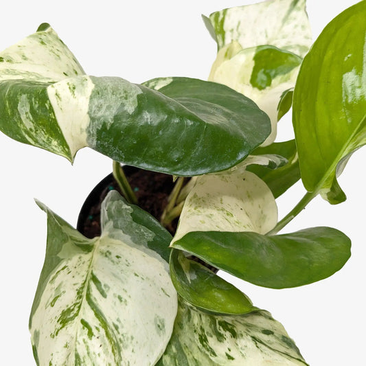 Pothos Manjula Variegated Trailing Plant cream and green marbled leaves on Tampa Home & Garden Store