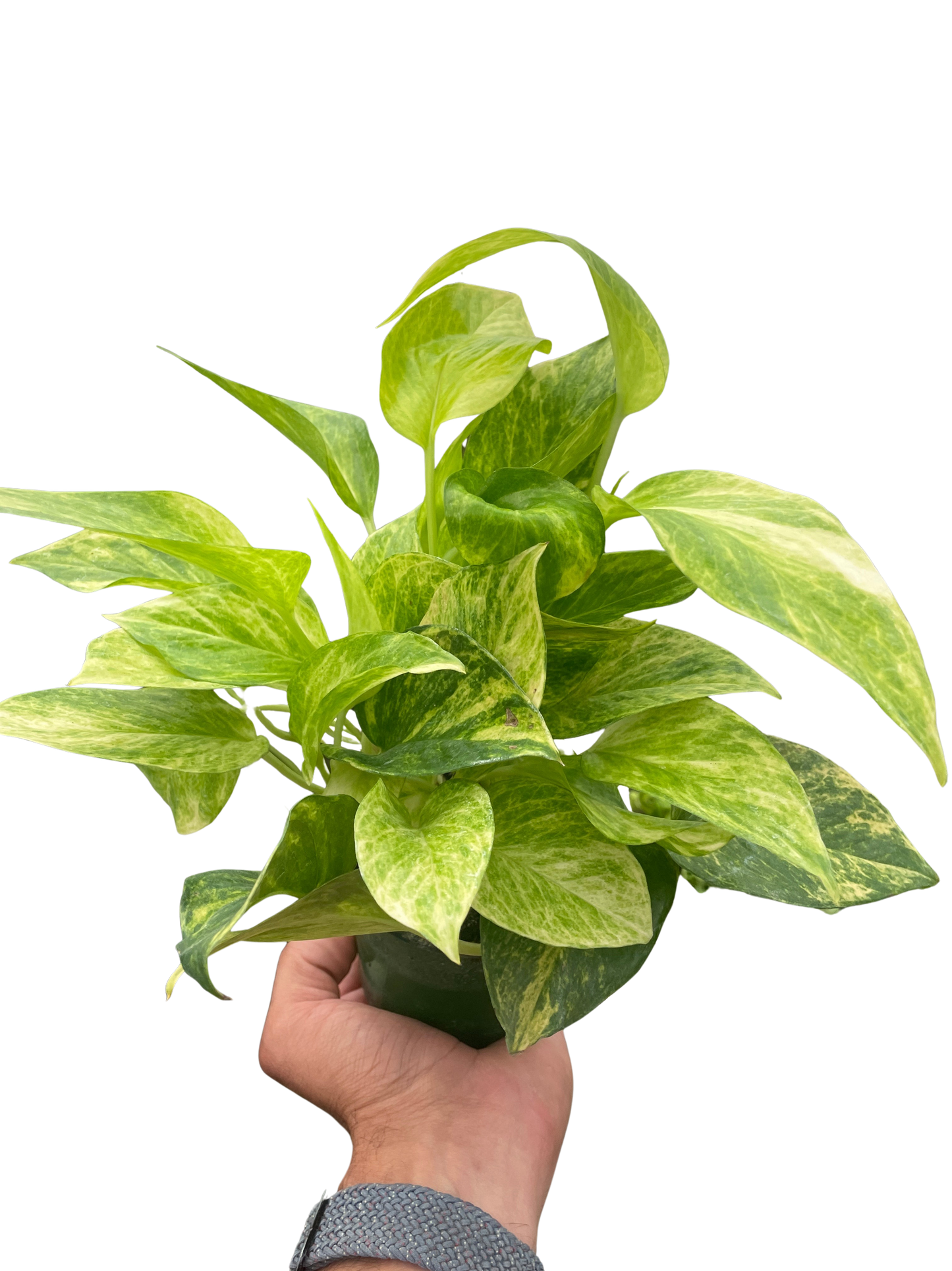 Pothos Neon Queen Epipremnum indoor plant with variegated lime-green leaves held in hand on Tampa Home & Garden Store