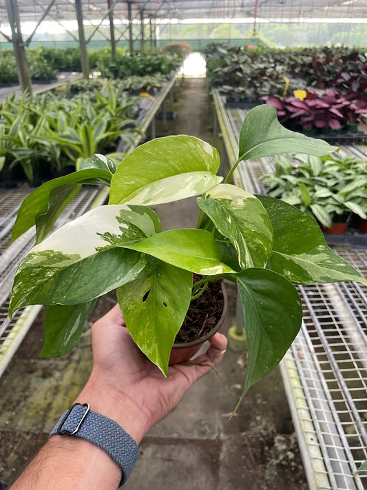 Pothos Albo Variegata Epipremnum Pinnatum, variegated green and cream leaves in a small pot on Tampa Home & Garden Store