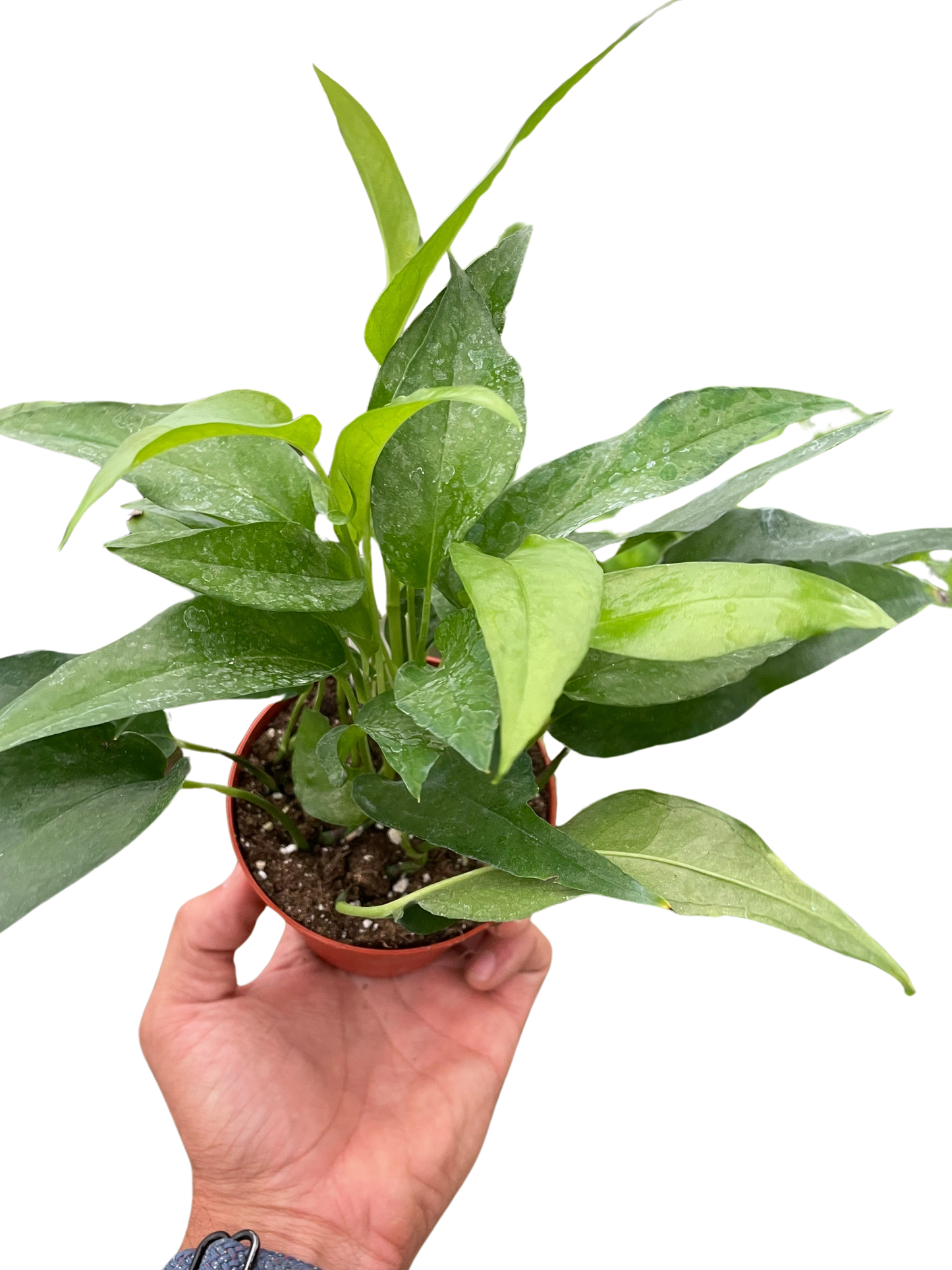 Pothos Skeleton Key plant in terracotta pot with slender green leaves held in hand on Tampa Home & Garden Store