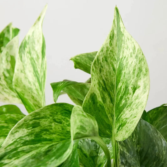 Marble Queen Pothos Snow Queen variegated indoor plant with green cream leaves on Tampa Home & Garden Store