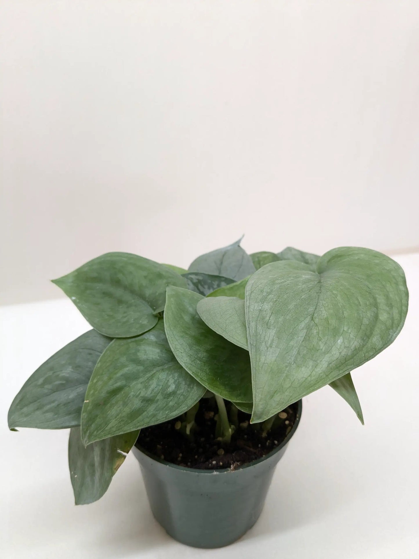 Scindapsus Platinum Java - Tampa Home & Garden Store