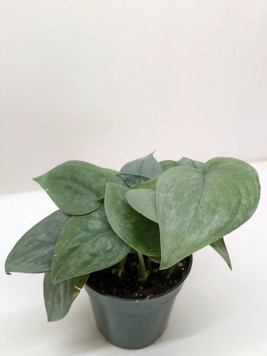 Scindapsus Platinum Java plant with silver frost, green heart-shaped leaves in a gray pot on Tampa Home & Garden Store