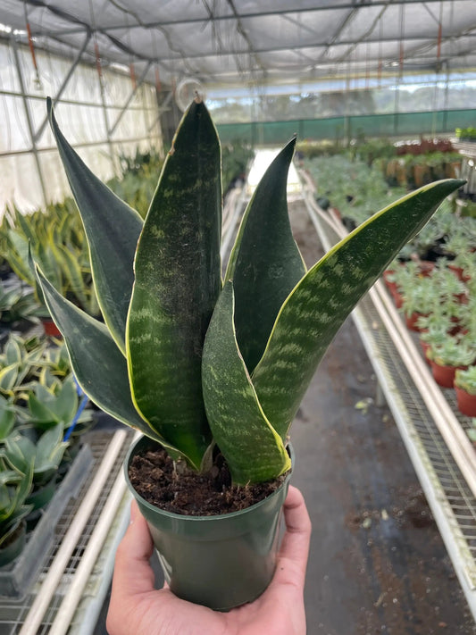 Snake Plant Fabi Sansevieria trifasciata in a small green pot; dark green leaves with yellow margins on Tampa Home & Garden Store