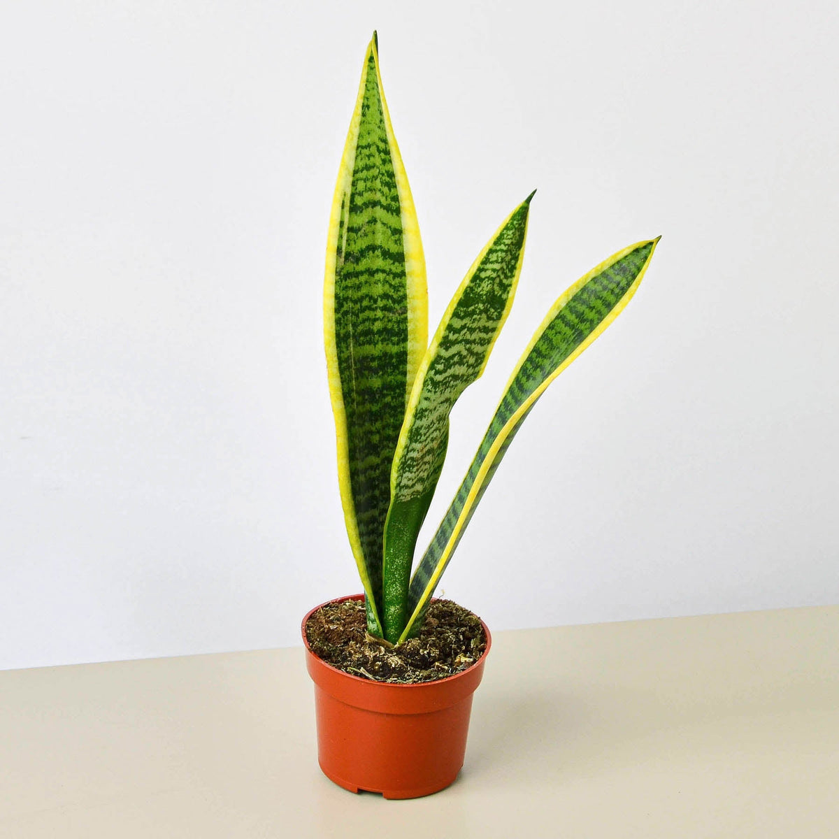 Snake Plant Laurentii indoor plant with green leaves edged yellow in an orange pot on Tampa Home & Garden Store