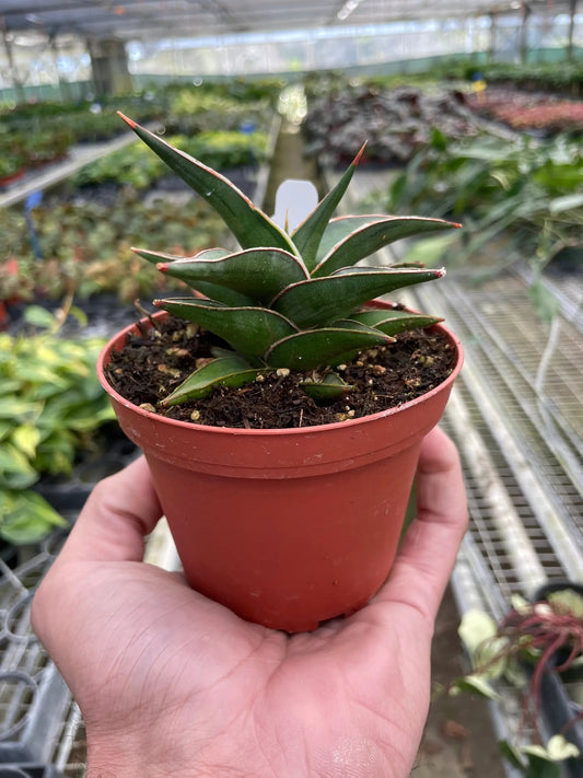 Lavranos Snake Plant miniature Sansevieria in a 6-inch pot with dark green, red-edged leaves on Tampa Home & Garden Store