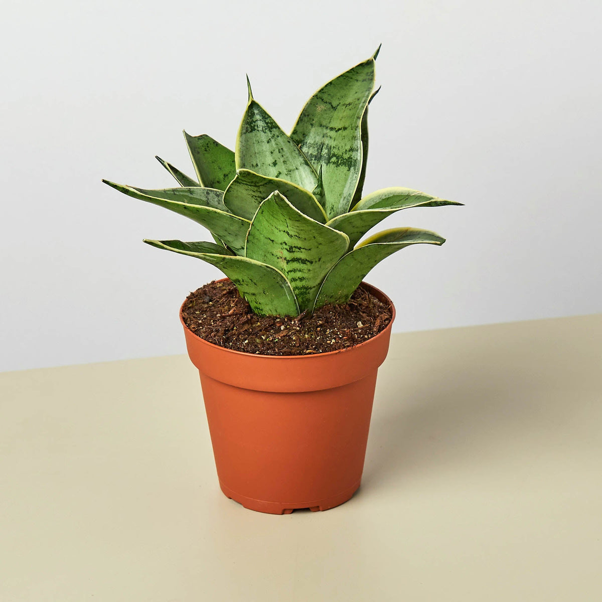 Snake Plant Starlight, variegated leaves with yellow edges in terracotta pot on Tampa Home & Garden Store