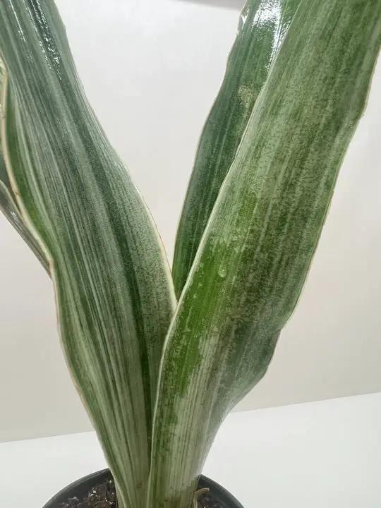 Snake Plant Sayuri Variegated Indoor Plant
