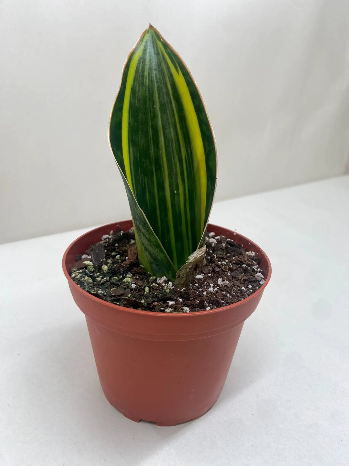 Variegated Shark Fin Snake Plant - Tampa Home & Garden Store
