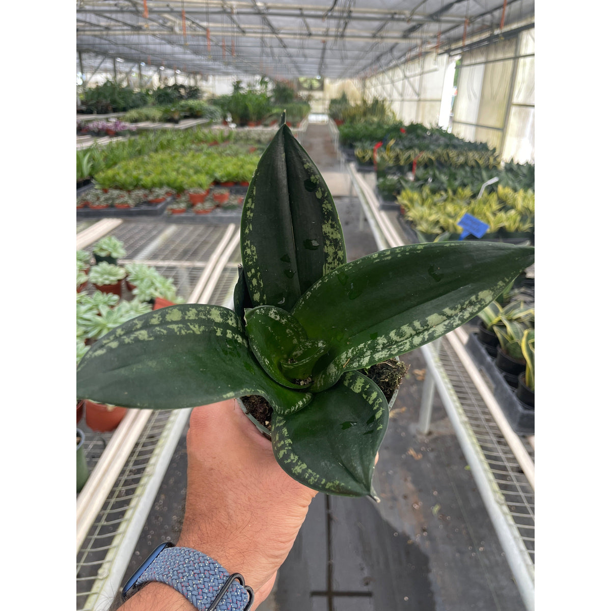 Snake Plant Whitney potted plant with variegated dark green leaves from House Plant Shop on Tampa Home & Garden Store