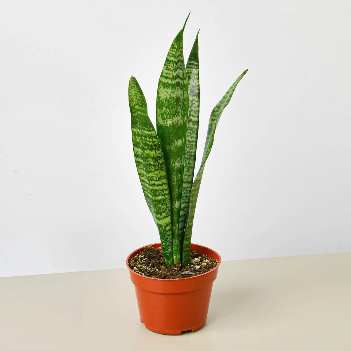 Snake Plant Zeylanica indoor plant in orange pot, variegated green leaves, House Plant Shop on Tampa Home & Garden Store