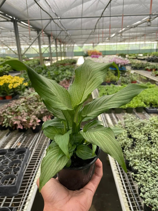 Peace Lily Spathiphyllum Platinum Mist in a black pot with variegated platinum-green leaves on Tampa Home & Garden Store