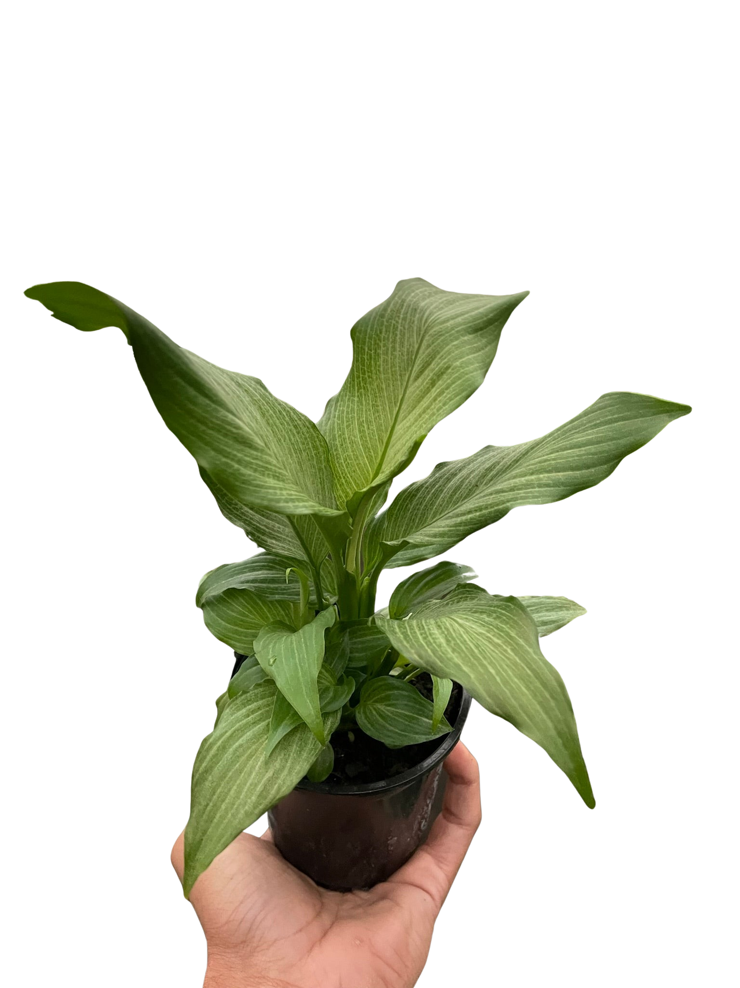 Spathiphyllum Platinum Mist Peace Lily plant with variegated green leaves in pot on Tampa Home & Garden Store