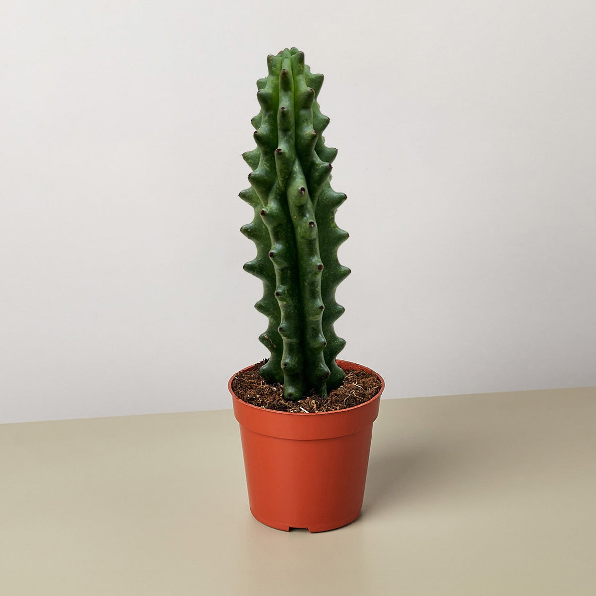 Succulent Cactus Ghost White Boobie with a green ribbed stem in a terracotta pot on Tampa Home & Garden Store