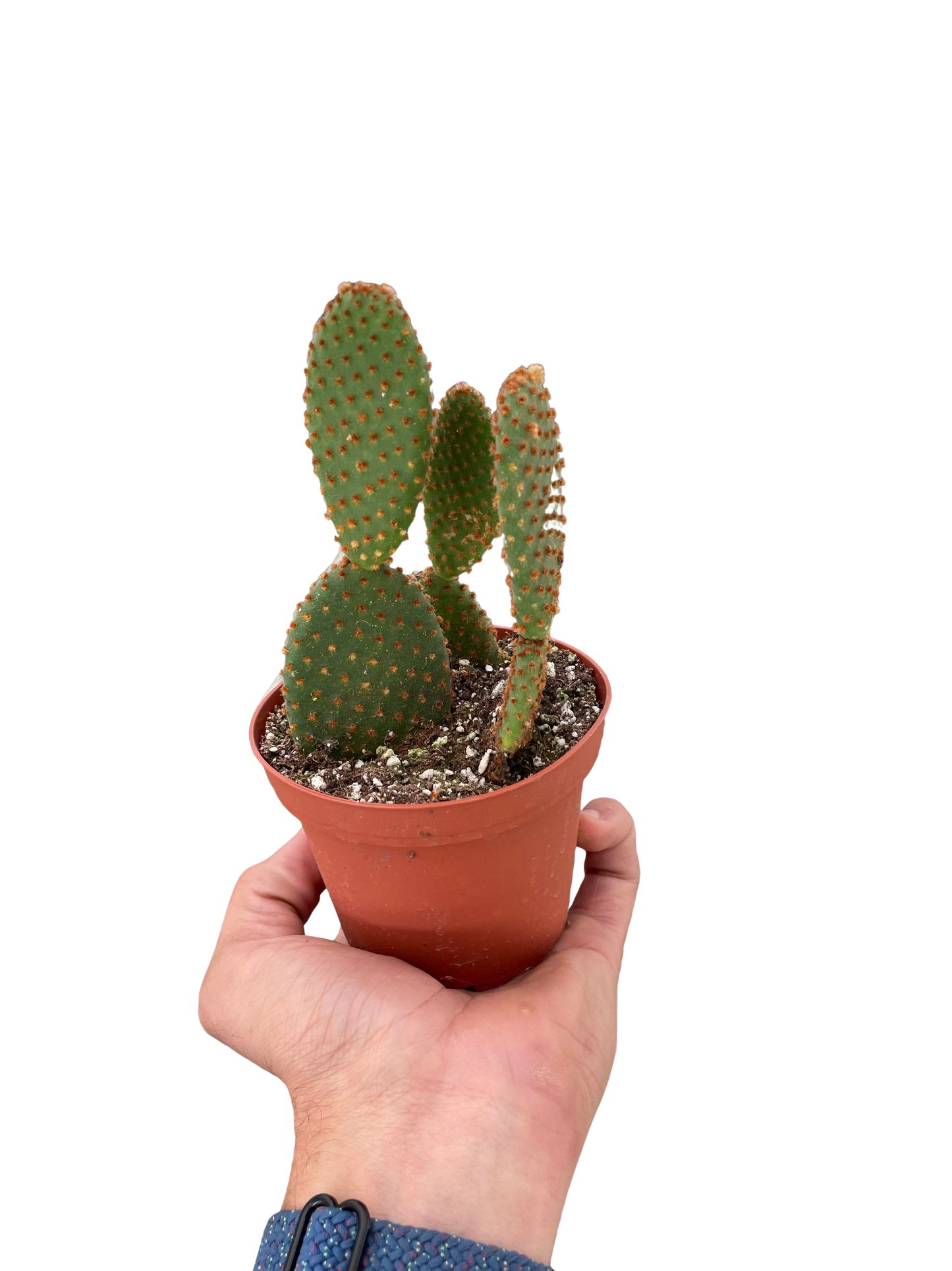 Opuntia Microdasys Bunny Ear Cactus in a terracotta pot with green pads and orange spines on Tampa Home & Garden Store