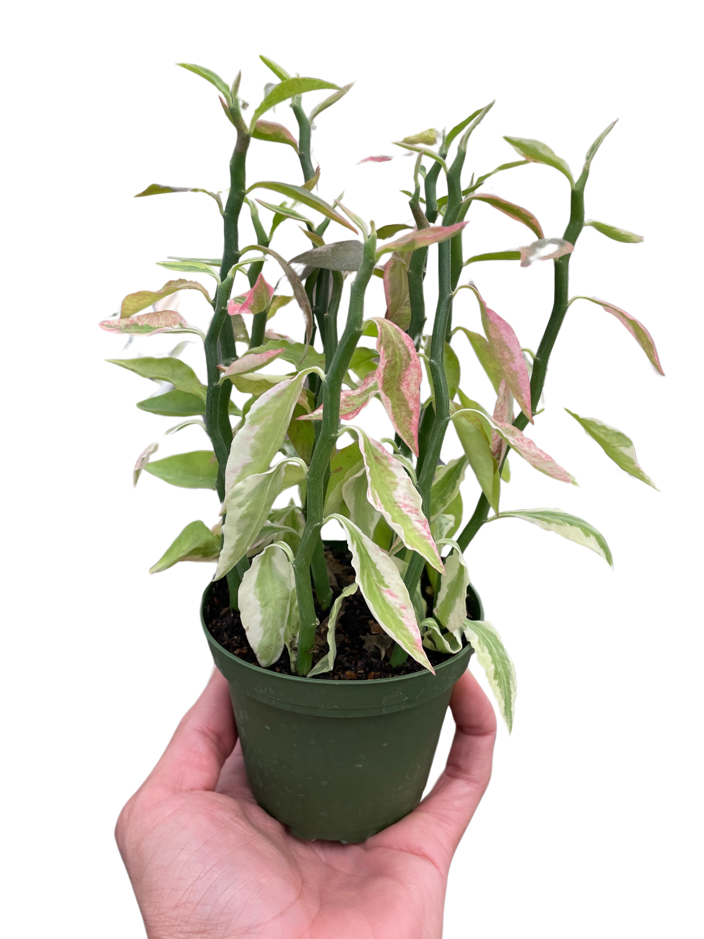 Variegated Devil's Backbone Euphorbia - Tampa Home & Garden Store