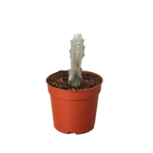 Dragon Bone Euphorbia succulent in a pot with gray stem and spines House Plant Shop on Tampa Home & Garden Store