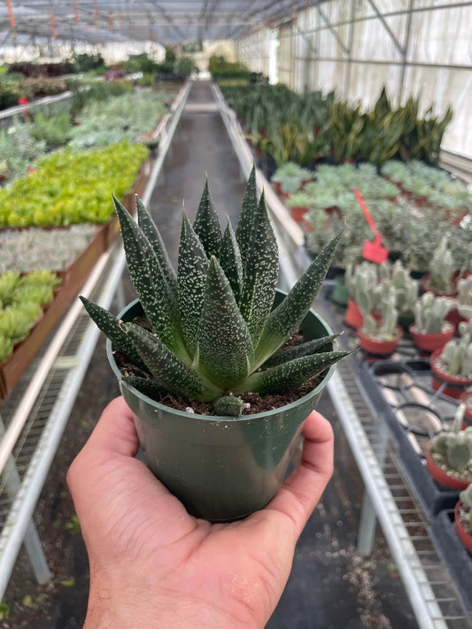 Gasteria Durban succulent in green pot with speckled dark leaves on Tampa Home & Garden Store