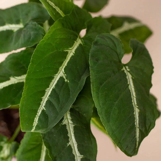 Syngonium Wendlandii Black Velvet plant with dark green velvety leaves and cream margins on Tampa Home & Garden Store