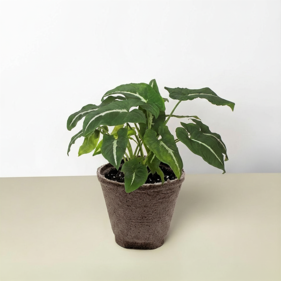 Syngonium wendlandii Black Velvet indoor plant in a brown textured pot with green leaves on Tampa Home & Garden Store