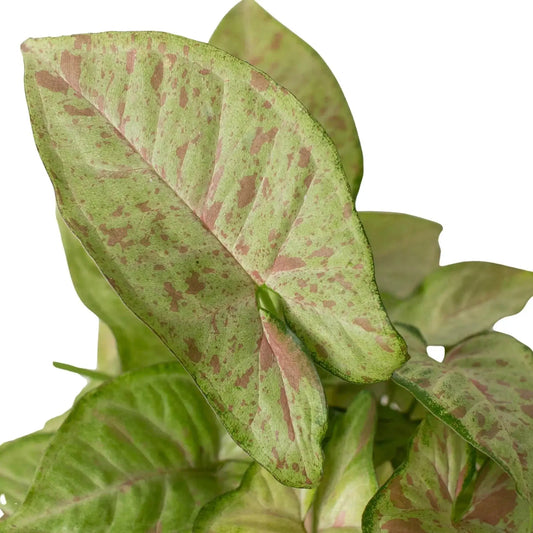 Syngonium Confetti Arrowhead Plant variegated green leaves with pink speckles on Tampa Home & Garden Store