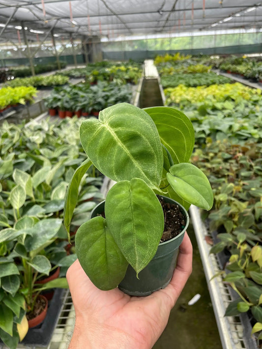 Syngonium Ice Frost Variegated Plant, green arrowhead leaves, potted indoor plant on Tampa Home & Garden Store