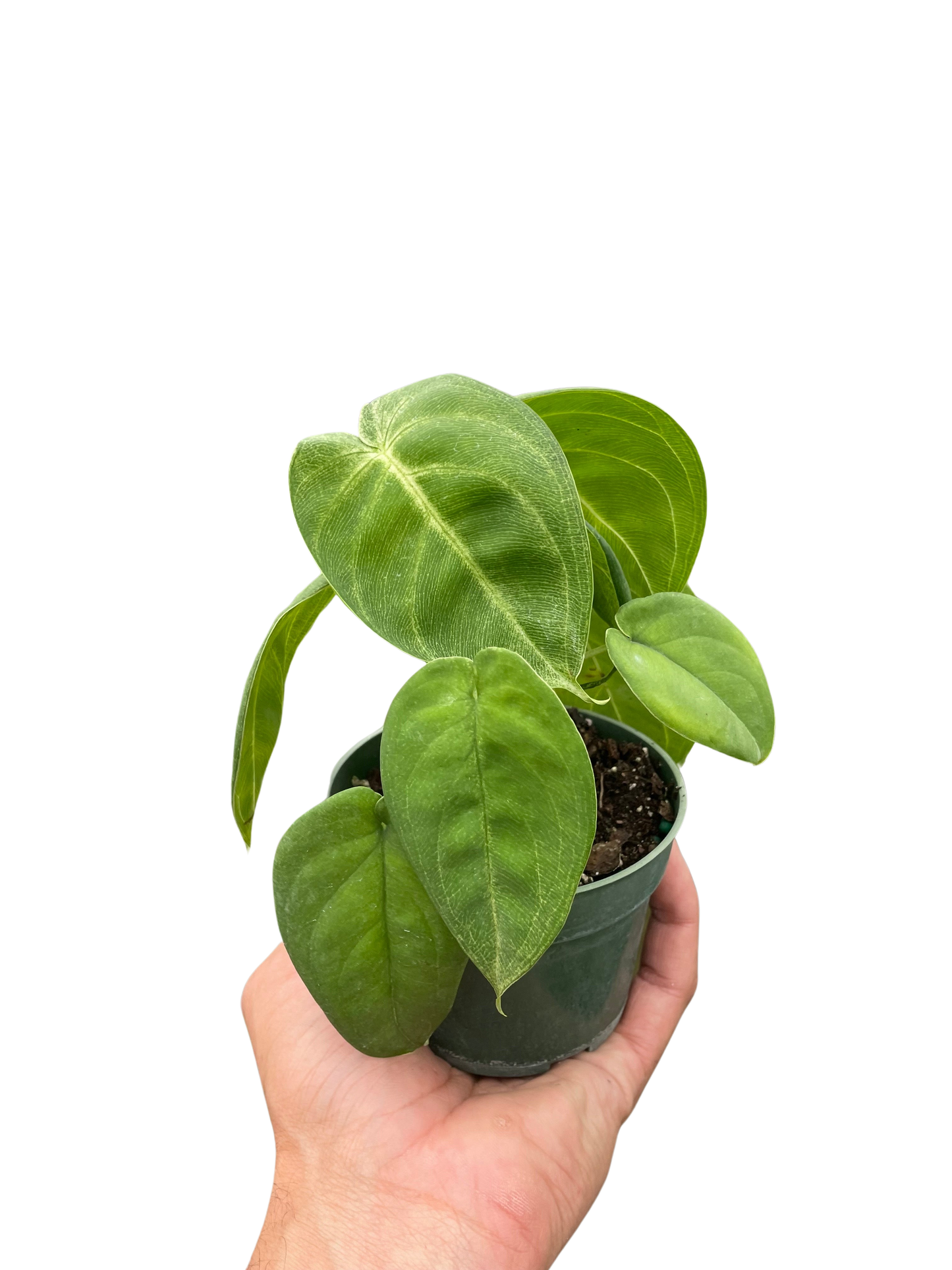 Syngonium 'Ice Frost' - Tampa Home & Garden Store