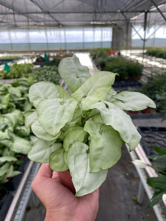 Syngonium Moonshine arrowhead plant, 4in pot with pale silvery-green leaves on Tampa Home & Garden Store