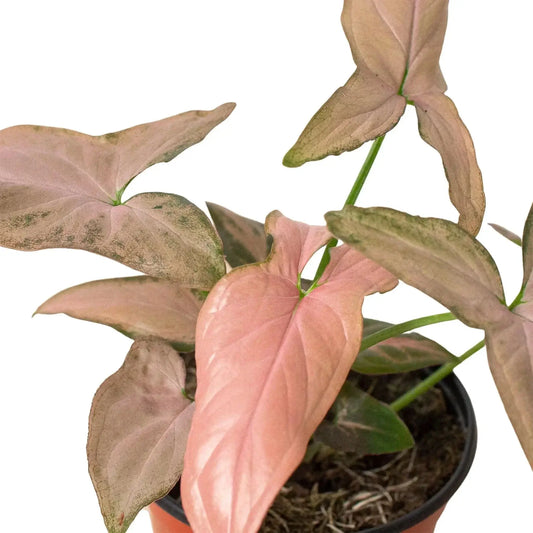 Syngonium Pink Splash indoor plant, pink-rose leaves with green venation in a 4in pot on Tampa Home & Garden Store