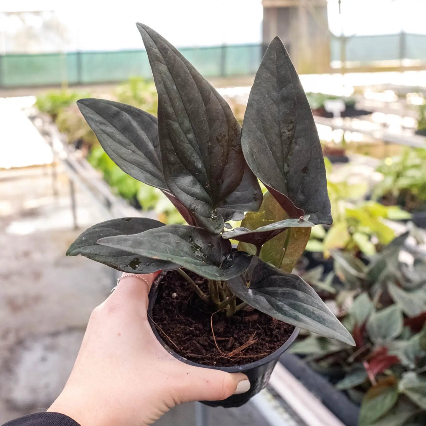 Syngonium 'Red Arrow' - Tampa Home & Garden Store