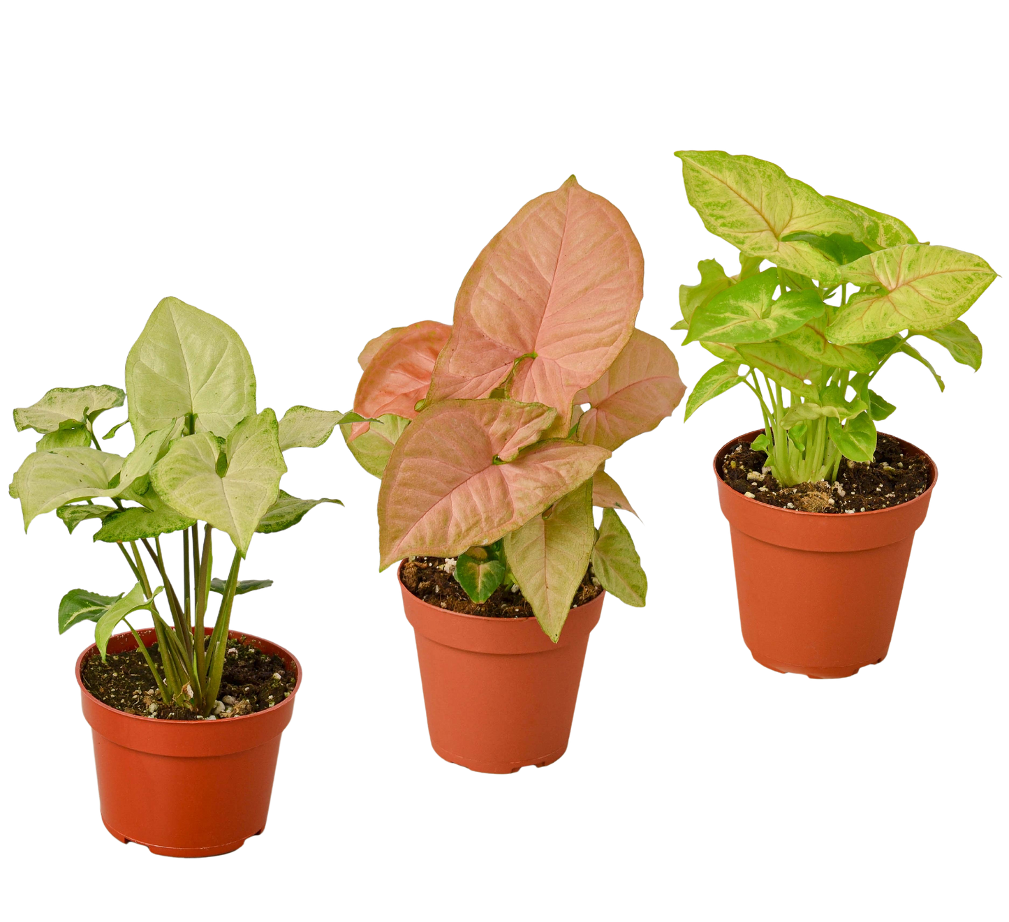 3 syngoniums différents - Plantes de tête de flèche / Pot de 10 cm / Plante vivante