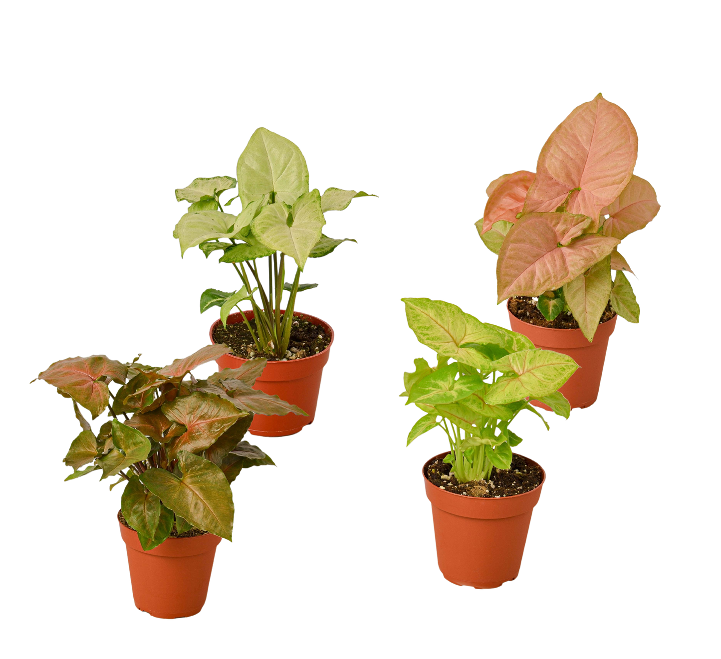 Syngonium Plants Arrowhead 4 Inch Pot Live Plant
