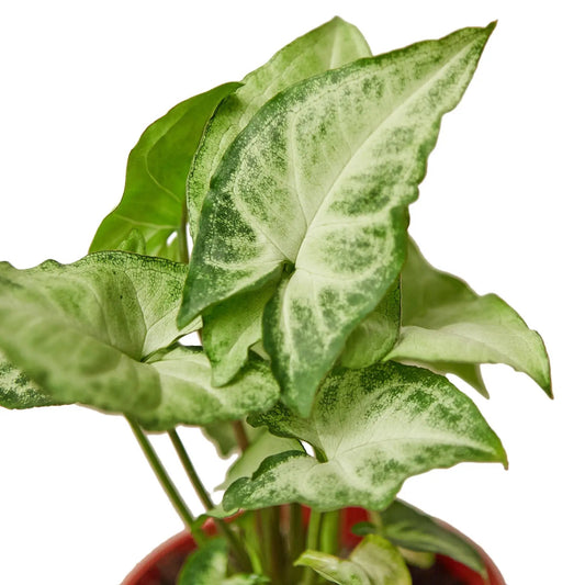 Syngonium White Butterfly Plant, 4-inch variegated green and white leaves in a pot on Tampa Home & Garden Store