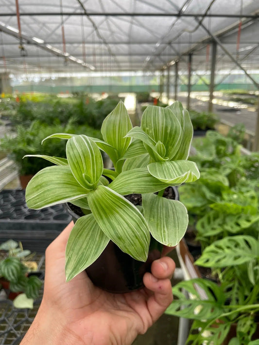 Tradescantia Sanna Variegated Trailing Plant with green and cream striped leaves in a pot on Tampa Home & Garden Store