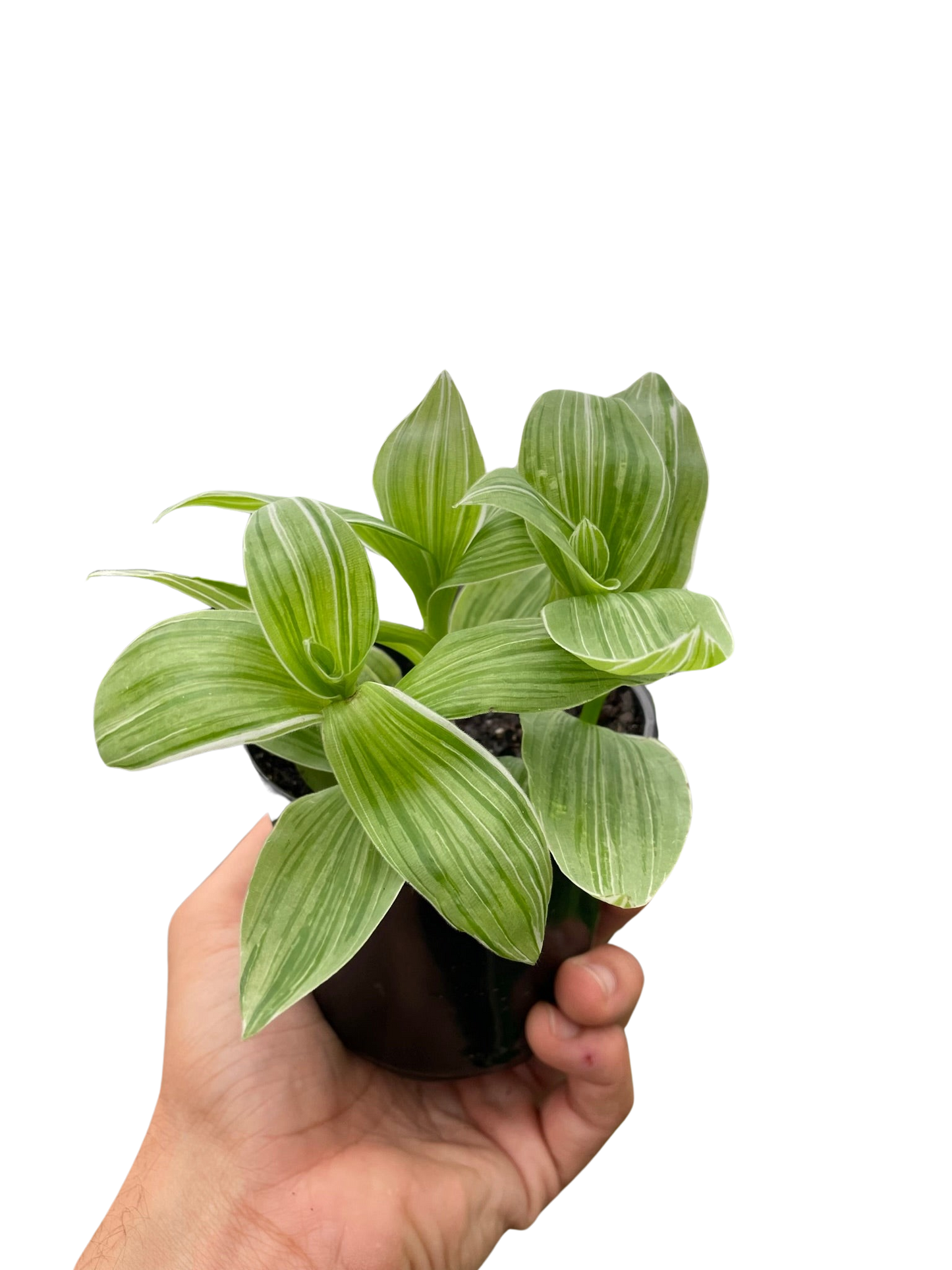 Tradescantia Sanna Variegated trailing plant with striped green leaves in pot on Tampa Home & Garden Store