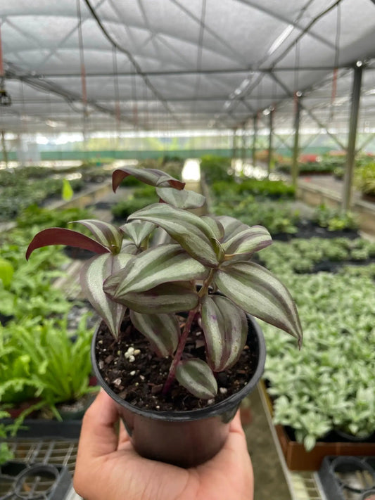 Inch Plant Wandering Dude Tradescantia Zebrina, potted plant with purple striped leaves on Tampa Home & Garden Store