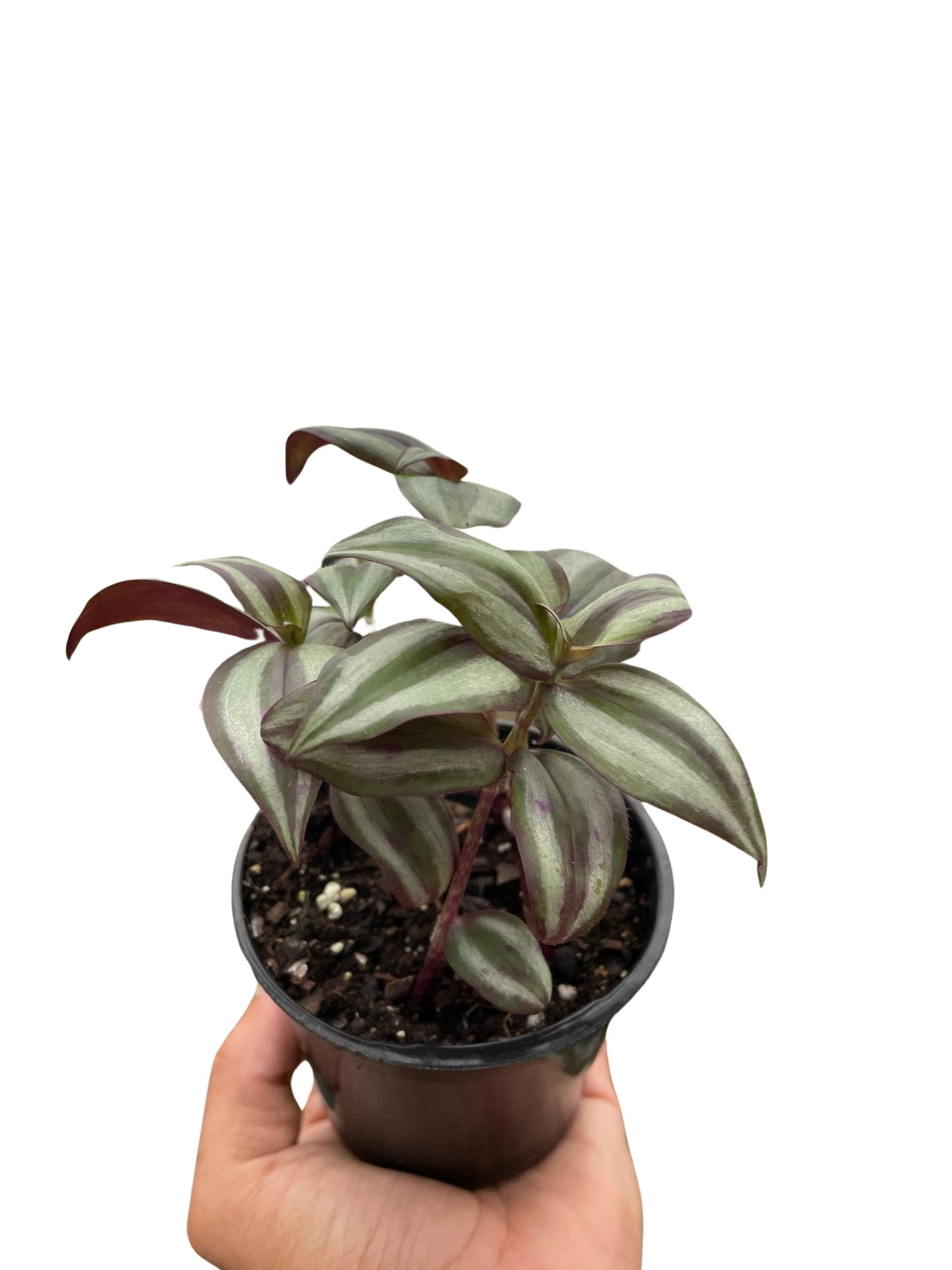 Tradescantia Zebrina 'Wandering Dude' - Tampa Home & Garden Store