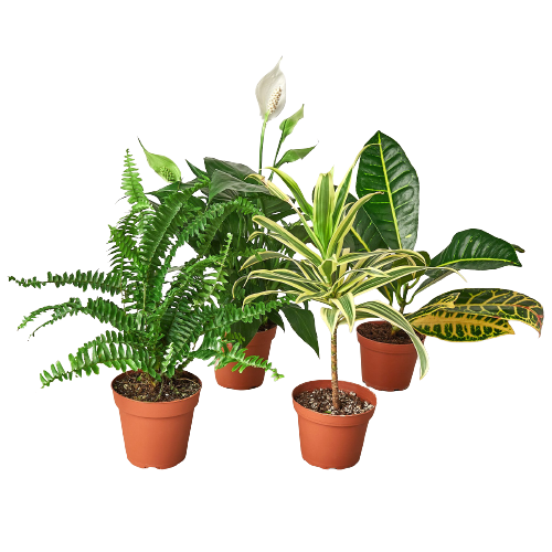 Air Purifying Plant Bundle 4 inch pots with ferns and variegated foliage on Tampa Home & Garden Store