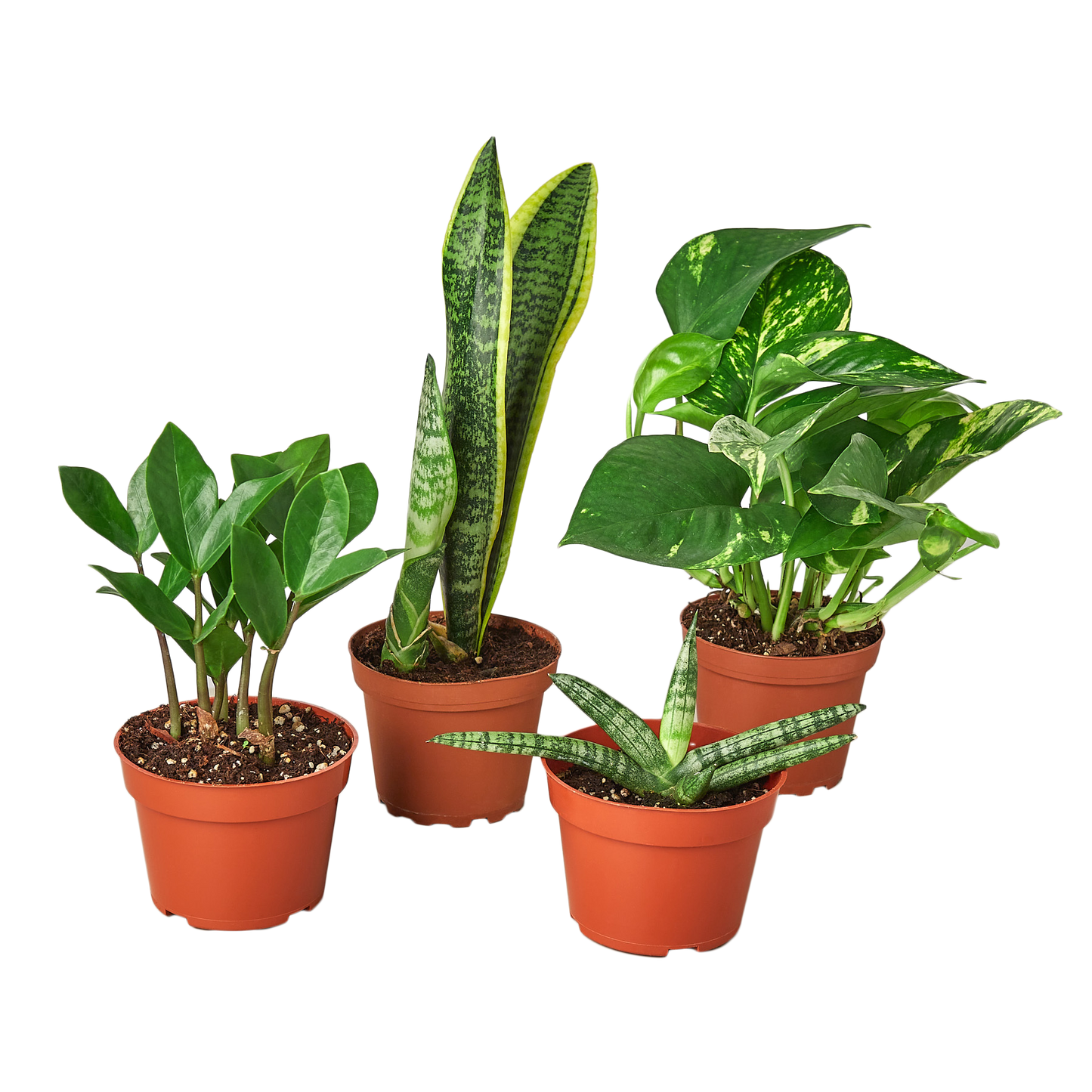 Easy Care Variety Bundle - Tampa Home & Garden Store