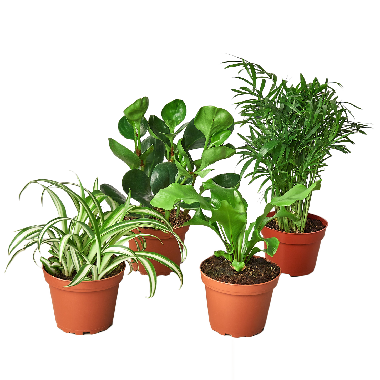 Pet Friendly Variety Bundle - Tampa Home & Garden Store