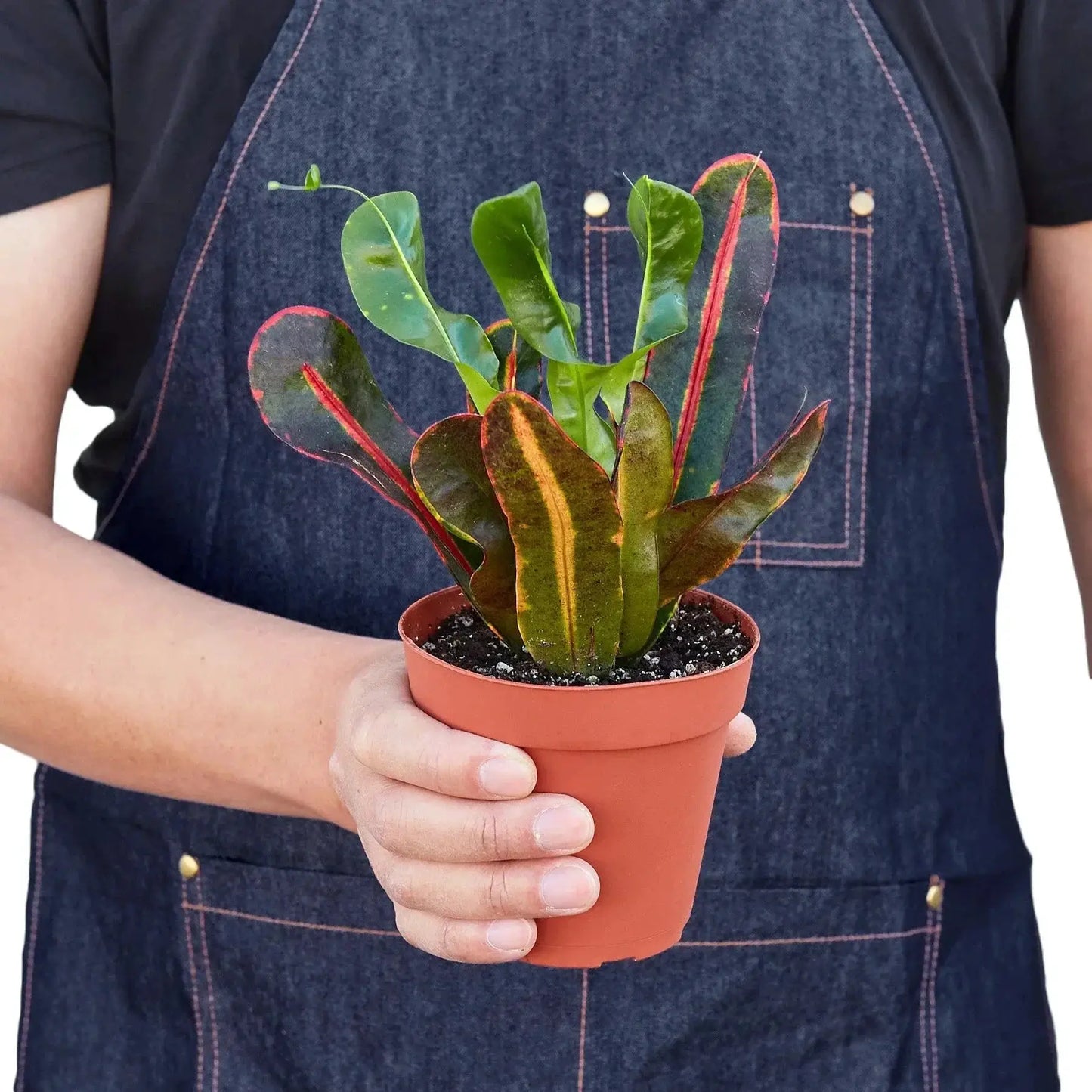 Croton 'Mammy' - Tampa Home & Garden Store