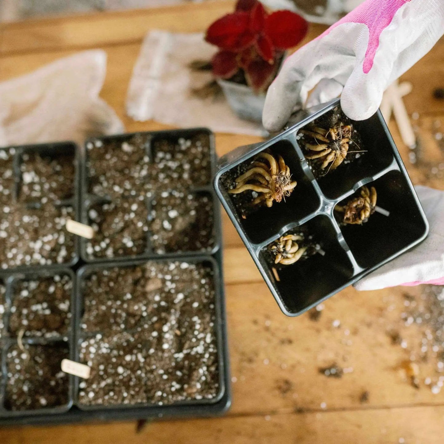 USA Made 4-Cell Seed Tray Bootstrap Farmer black plug tray with soil in each cell gloved hand on Tampa Home & Garden Store
