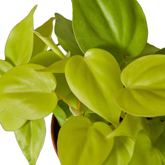 Philodendron Neon 4-inch plant with lime-green leaves from Rooted Treasures Farms on Tampa Home & Garden Store