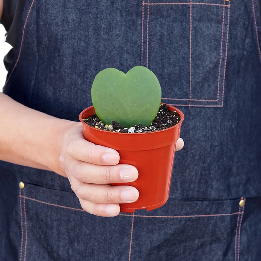 Hoya Sweetheart Variegated Wax Plant 4in pot with a green heart-shaped leaf on Tampa Home & Garden Store