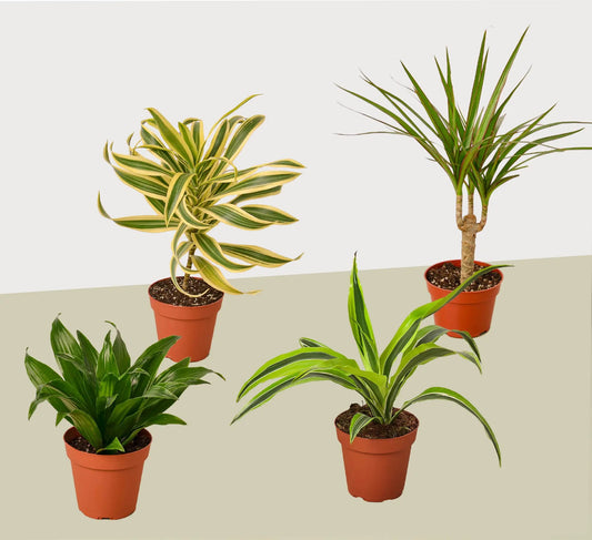 Dracaena variety pack with 4 live plants in 4-inch pots variegated and green House Plant Shop on Tampa Home & Garden Store