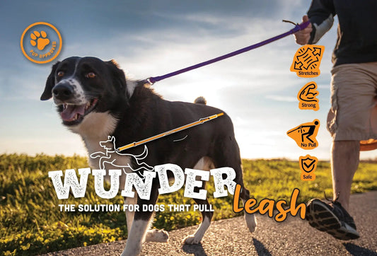 WUNDERleash Original No-Pull Dog Leash by WACKYstore, purple no-pull leash on outdoor dog walk on Tampa Home & Garden Store