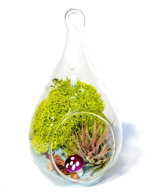 5 Inch Glass Tear-Drop Air Plant Terrarium Kit with bright green moss Creations by Nathalie on Tampa Home & Garden Store