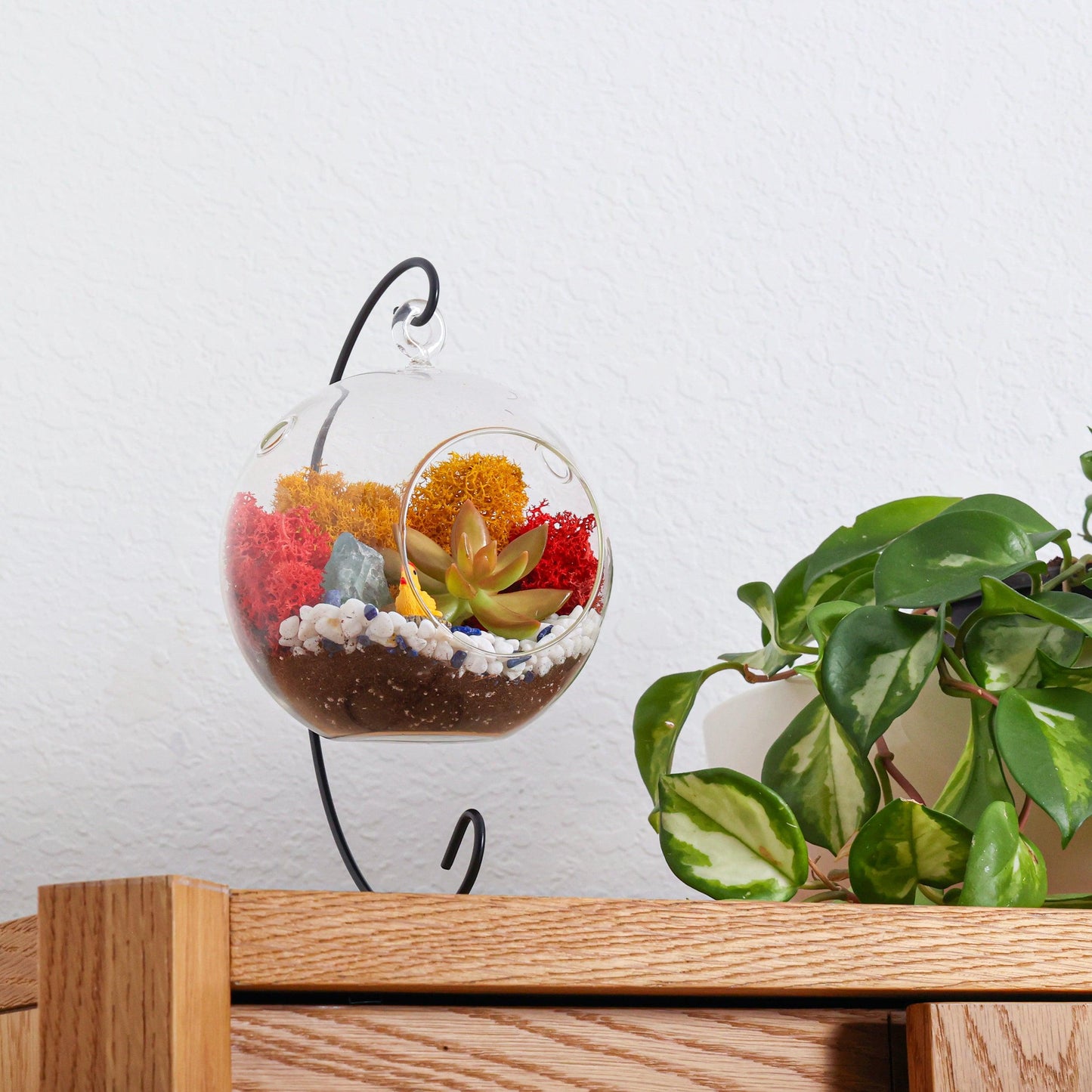 5" Glass Globe Succulent Terrarium Kit - Tampa Home & Garden Store