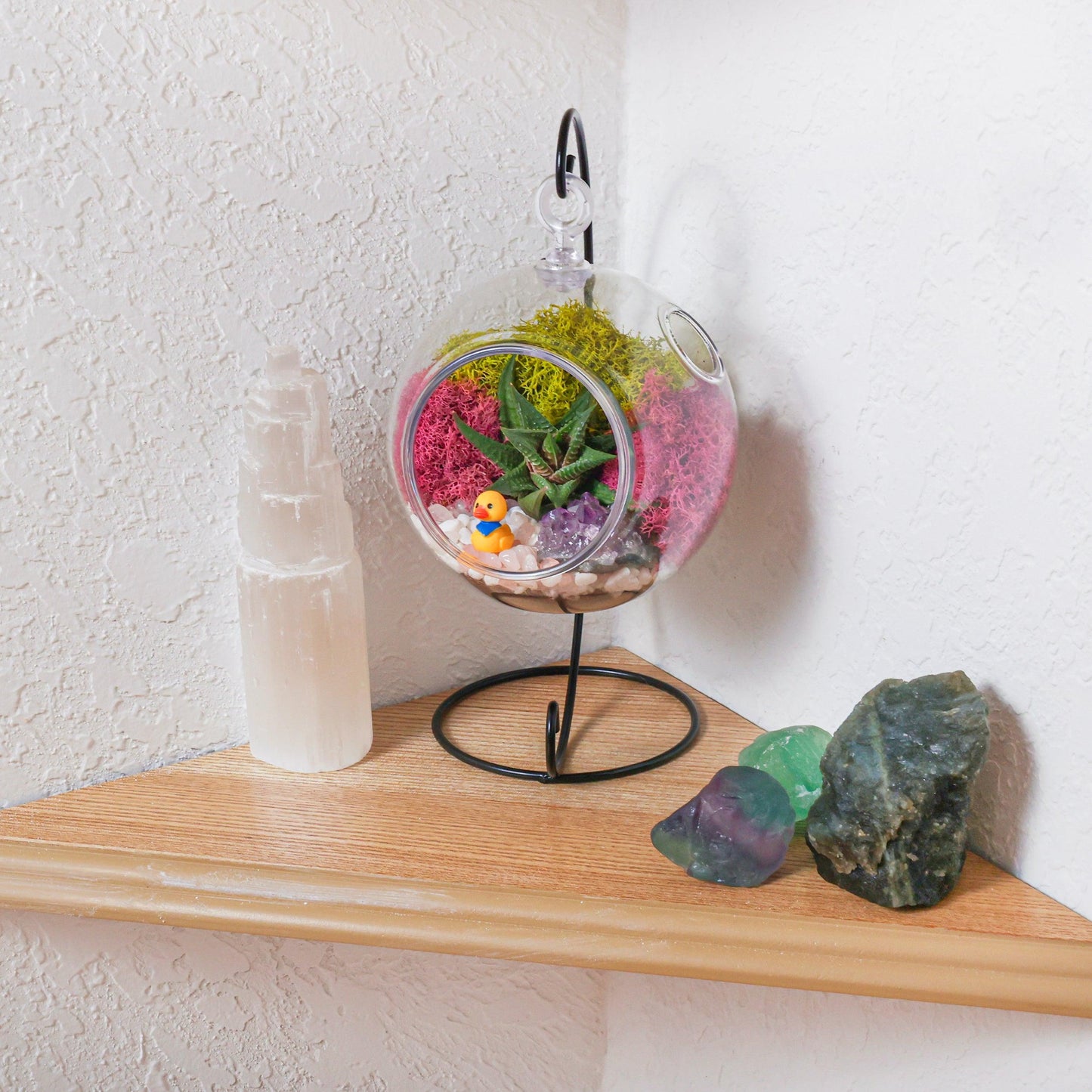 5 Inch Kid Friendly Succulent Terrarium Kit in acrylic globe with moss and green succulents on Tampa Home & Garden Store